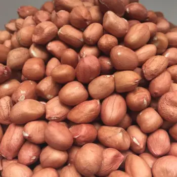 Fresh Groundnut Seeds 